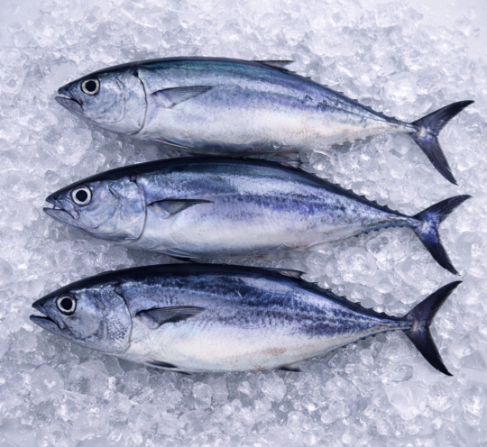 魚類